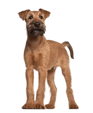 Irish Terrier (6)