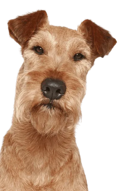 Irish Terrier Bild