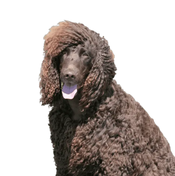 Irish Water Spaniel Bild