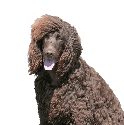 Irish Water Spaniel Bild