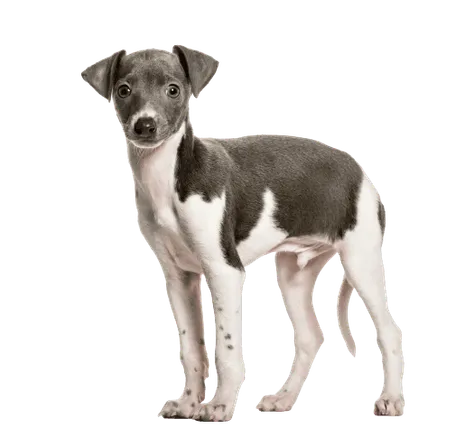 Italienisches Windspiel (6)