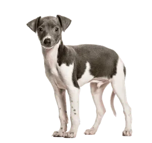 Italienisches Windspiel (6)