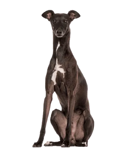 Italienisches Windspiel (1)