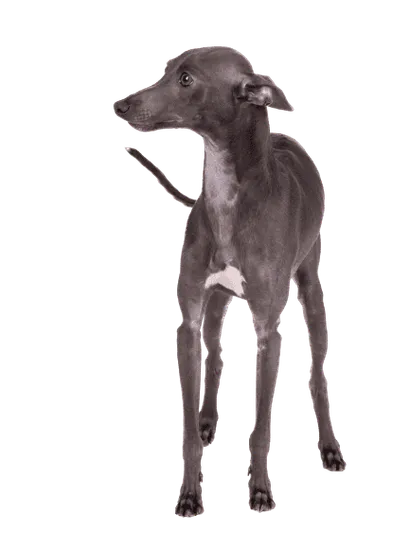 Italienisches Windspiel (4)