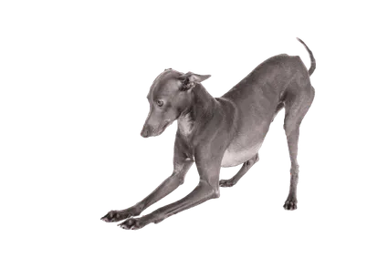 Italienisches Windspiel (3)