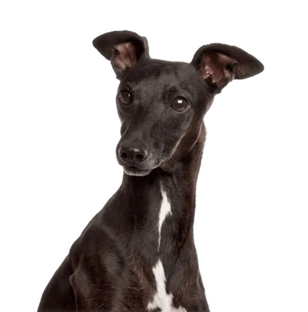 Italienisches Windspiel Bild