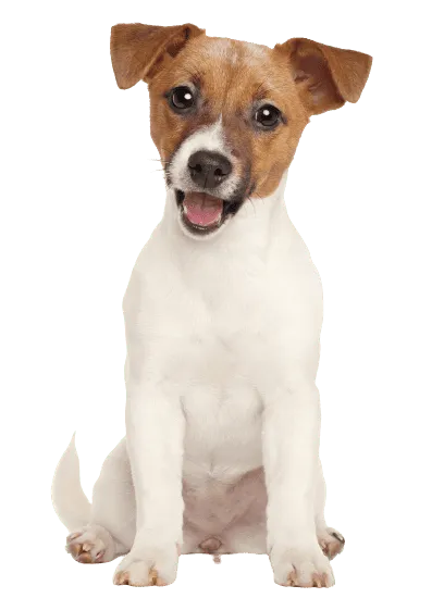 Bild für Jack Russell Terrier