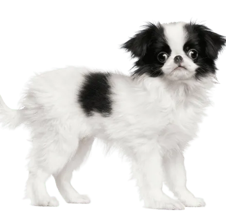 Japanese-Chin-2