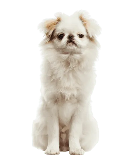 Japanese-Chin-4