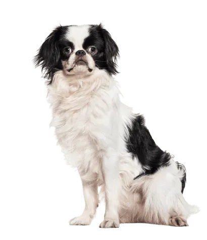 Japanese-Chin-1
