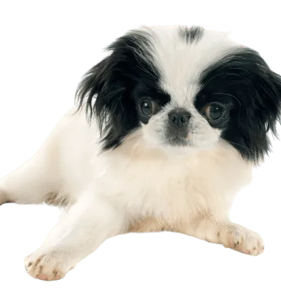 Japanese-Chin-3