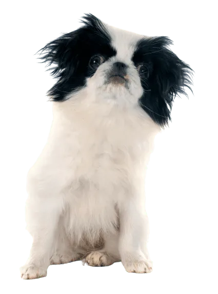 Japanese-Chin-5