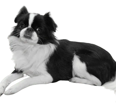 Bild für Japanese Chin