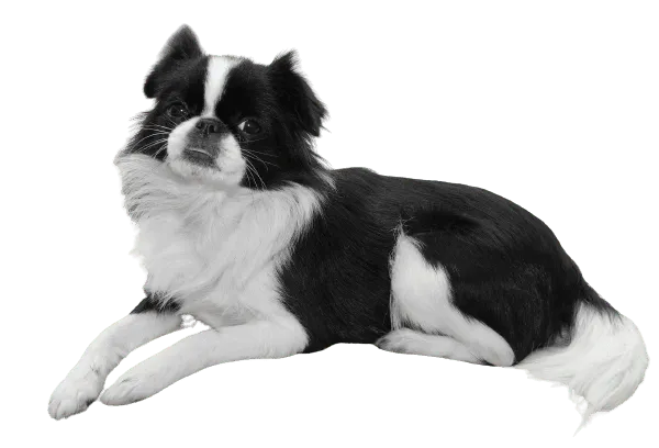 Japanese Chin Bild