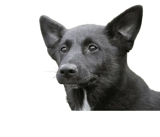 Kanaan Hund