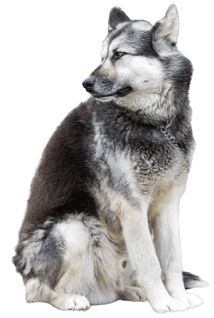 Kanadischer Eskimohund Bild