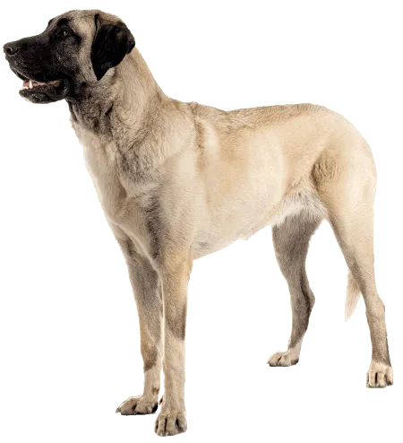 Bild für Kangal-Hirtenhund