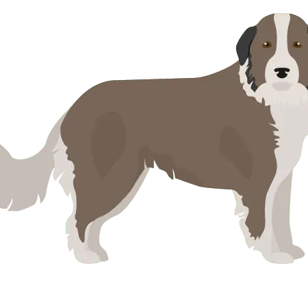 Bild für Karst-Schäferhund