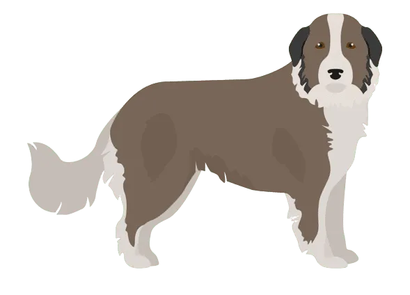 Karst-Schäferhund Bild