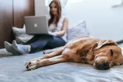 Golden Retriever im Bett