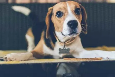 Junger Beagle mit Kaustick