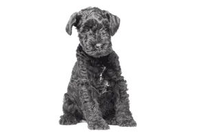 Kerry Blue Terrier