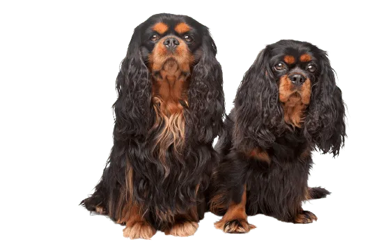 King Charles Spaniel Bild