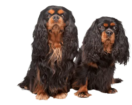 Bild für King Charles Spaniel