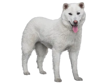 Kishu