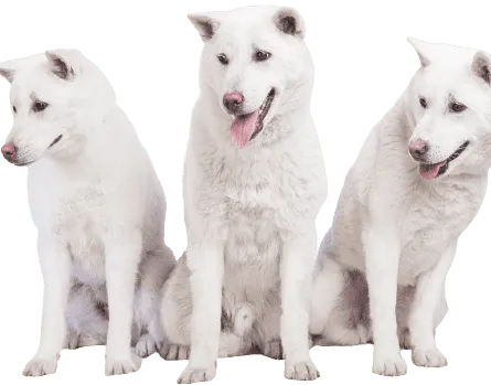 Kishu