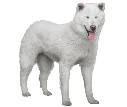 Kishu