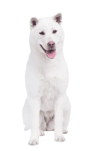 Kishu