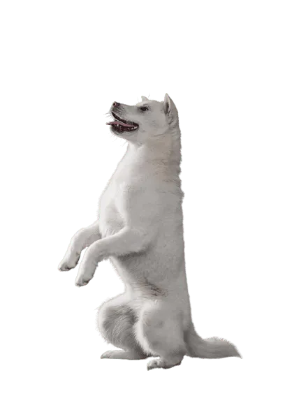 Kishu