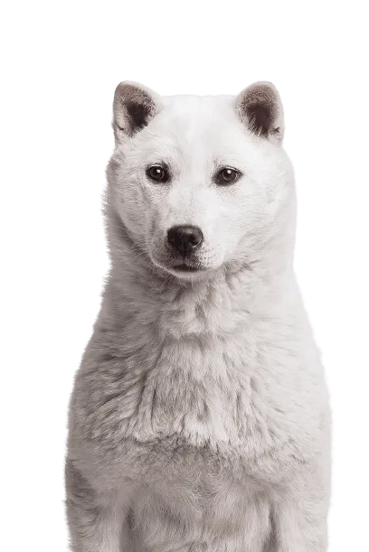 Kishu Bild