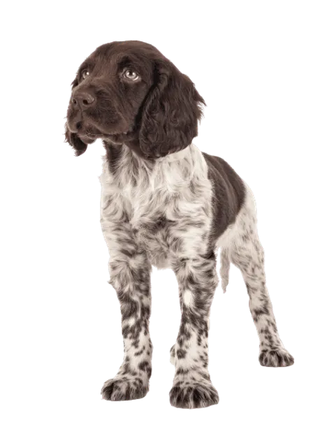 Kleiner Münsterländer Puppy