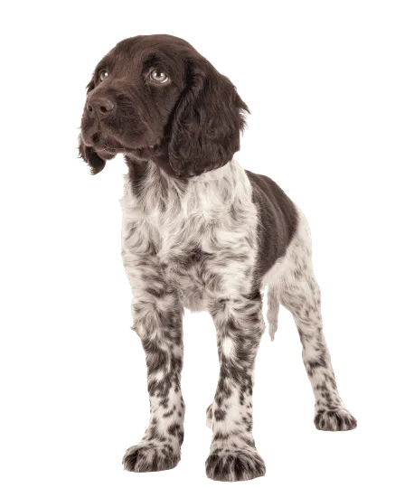 Kleiner Münsterländer Puppy