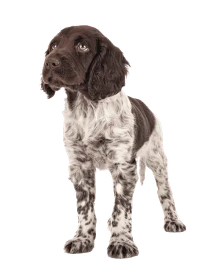 Kleiner Münsterländer Puppy