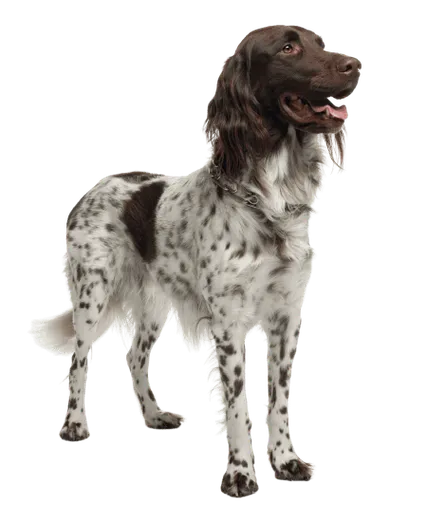 Kleiner Münsterländer Adult