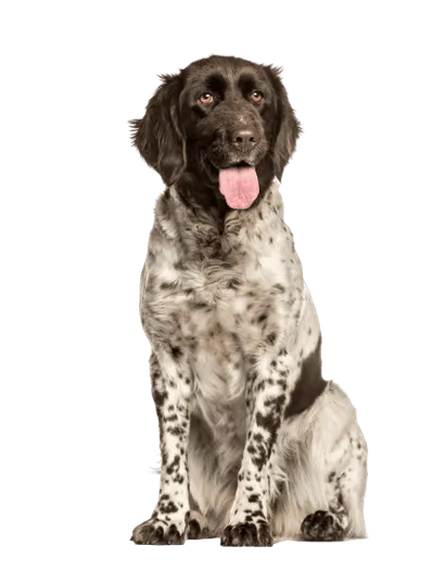 Kleiner Münsterländer 7