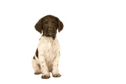 Kleiner Münsterländer Profile