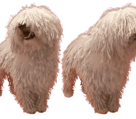 Komondor