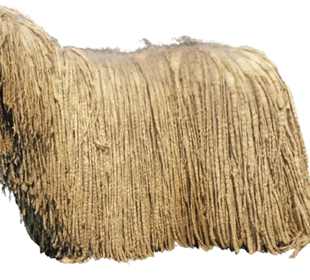 Komondor