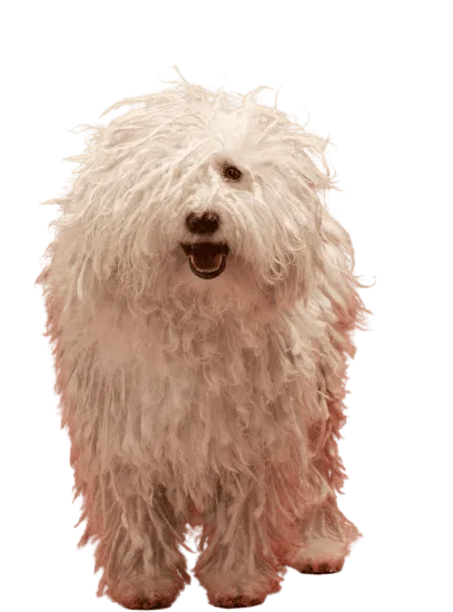 Bild für Komondor