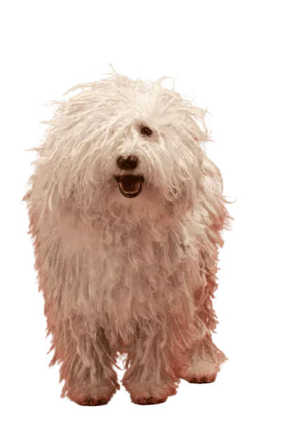 Komondor Bild