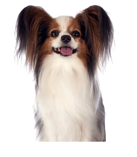 Bild für Kontinentaler Zwergspaniel