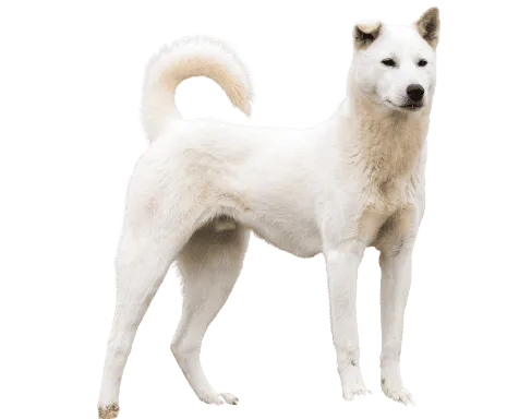 Korea Jindo Dog