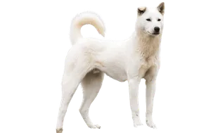 Korea Jindo Dog