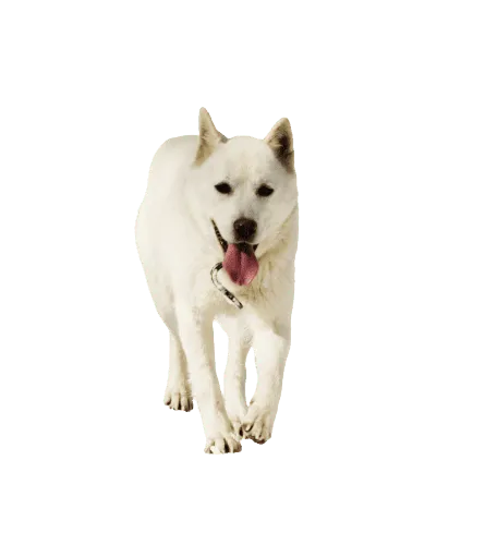Korea Jindo Dog