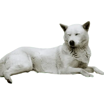 Korea Jindo Dog