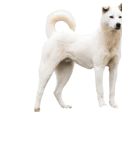 Korea Jindo Dog